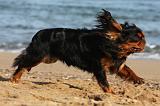 KING CHARLES SPANIEL 039